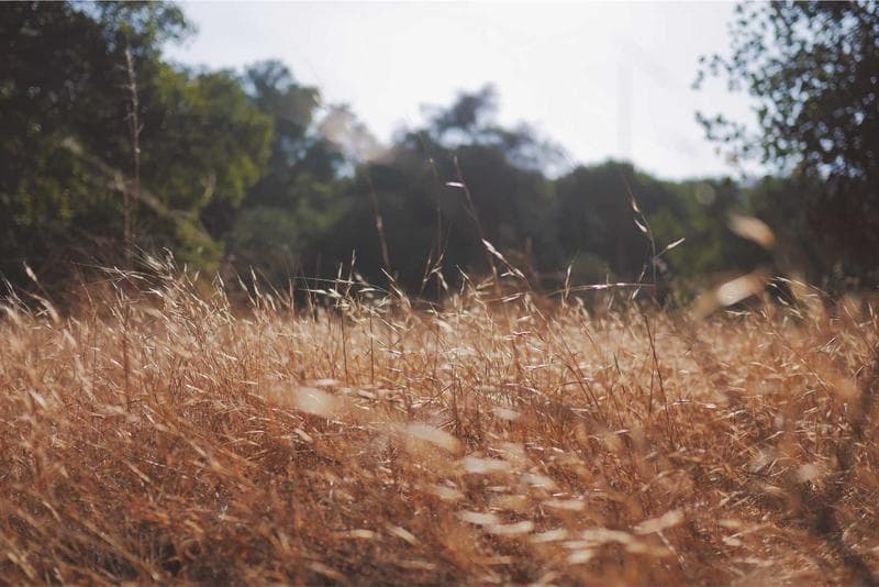 Visibly smooths fine lines